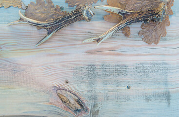 Deer antlers and dry oak leaves on wooden background. Space for text