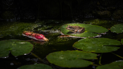 frog in the pond