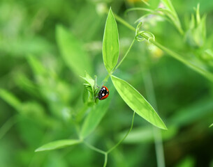adventures of a red ladybug on a camomile and leaves
