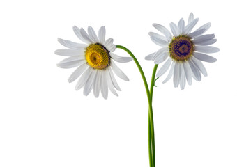 white daisy flowers isolated on white background