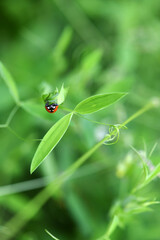 adventures of a red ladybug on a camomile and leaves