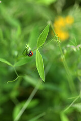 adventures of a red ladybug on a camomile and leaves
