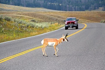 Fototapeten Antilope The pronghorn antelope (Antilocapra americana) is crossing the road while car is patiently waiting. Lamar Valley in Yellowstone National Park.   © Klara