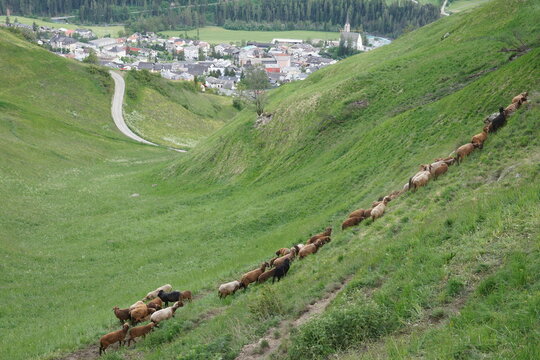 follow the green in Scuol Switzerland