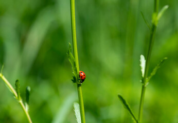 adventures of a red ladybug on a camomile and leaves