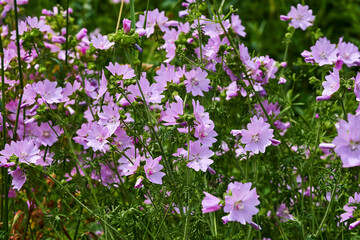 Obraz premium Macro shot of wildflowers in front of a meadow.