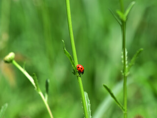 adventures of a red ladybug on a camomile and leaves