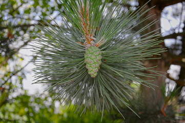 Szyszka sosny © Sawomir