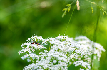 small forest insects on plants in natural conditions