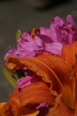 Fototapeta na wymiar a picture of orange lilies in the garde