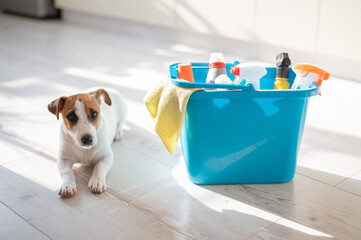 A smart, calm puppy lies next to a blue bucket of cleaning products in the kitchen. A set of detergents and a rag for home cleaning and a small dog on a wooden floor in the apartment. No people.