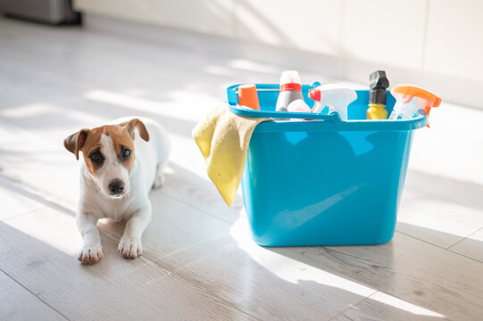 A Smart, Calm Puppy Lies Next To A Blue Bucket Of Cleaning Products In The Kitchen. A Set Of Detergents And A Rag For Home Cleaning And A Small Dog On A Wooden Floor In The Apartment. No People.