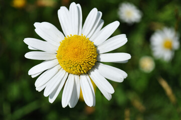 Detail of daisy flower. Summer time, nature around on the meadow.