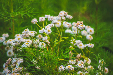 Tiny daisies flowers in the garden. Green grass background, nature during summer. 