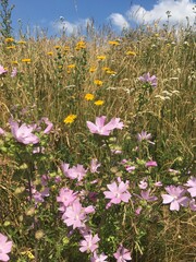 wild flowers in the meadow