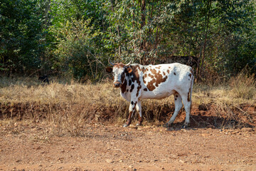 African Nguni cattle on a dirt road with brown and white