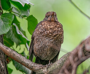 Junge Amsel Porträt