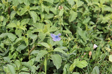 A small beautiful lilac-blue butterfly with a damaged upper right wing