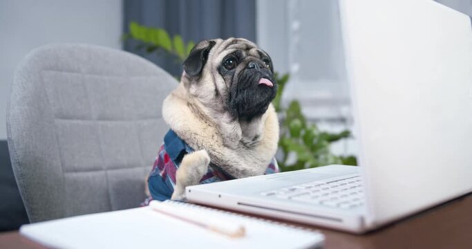 Pug dog freelancer waving by paw, like hand. Welcomes the employer. Funny pet video call concept. Making online video call, online conference to webcam. Greeting online with work, business partner