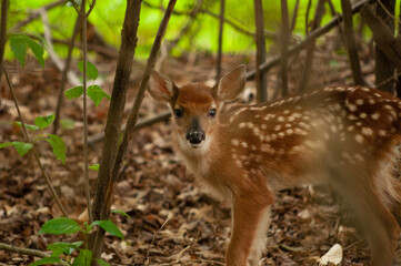 Deer Faun