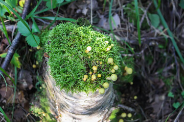 Hypholoma fasciculare poisonous mushrooms in wild forest