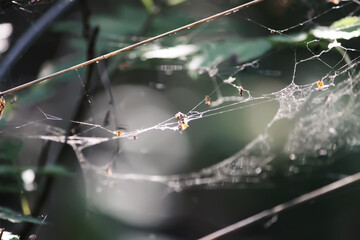 Tree branches with spider web in sunlight in summer forest. Light and shadows. Summer nature details.