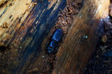 black and gold beetle
