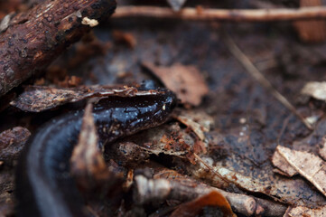 Salamander under a leaf