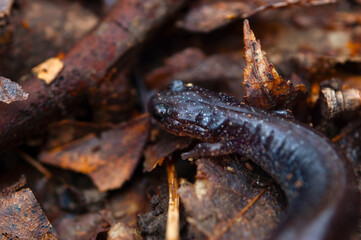 Salamander
