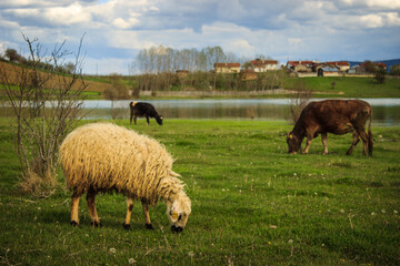 Obraz premium Yellow sheep and brown cows grazing on the grass in village near the lake with blue sky and clouds. Holy muslim sacrifice holiday concept.