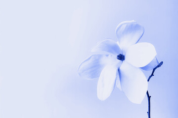 Beautiful fresh white magnolia flower in full bloom on white background.
