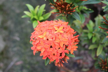red and yellow flower