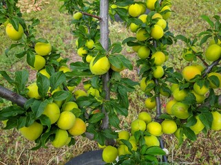 plum fruits ripen on a branch - a good harvest