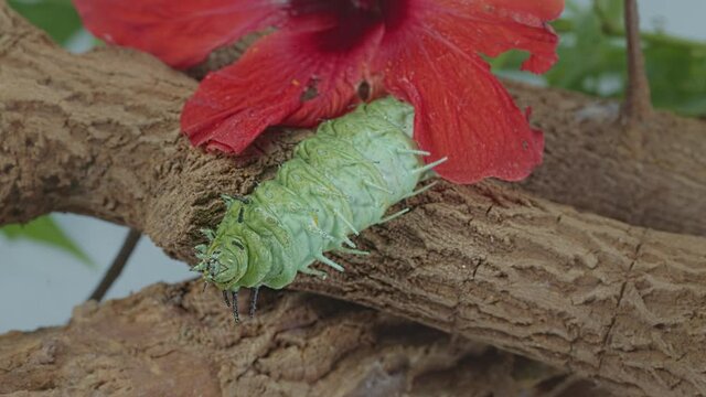 A large green caterpillar is crawling on a branch near a red flower.
