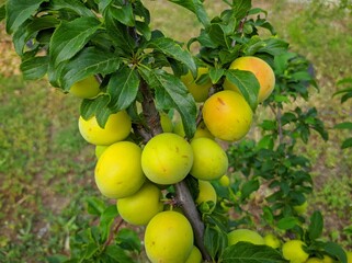 plum fruits ripen on a branch - a good harvest