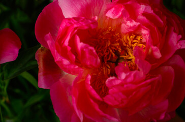 pink peony