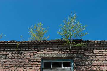 Two young trees grew from the brick wall of an abandoned house. Green birch trees grow on stones...