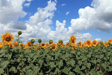 sunflower field with blue sky