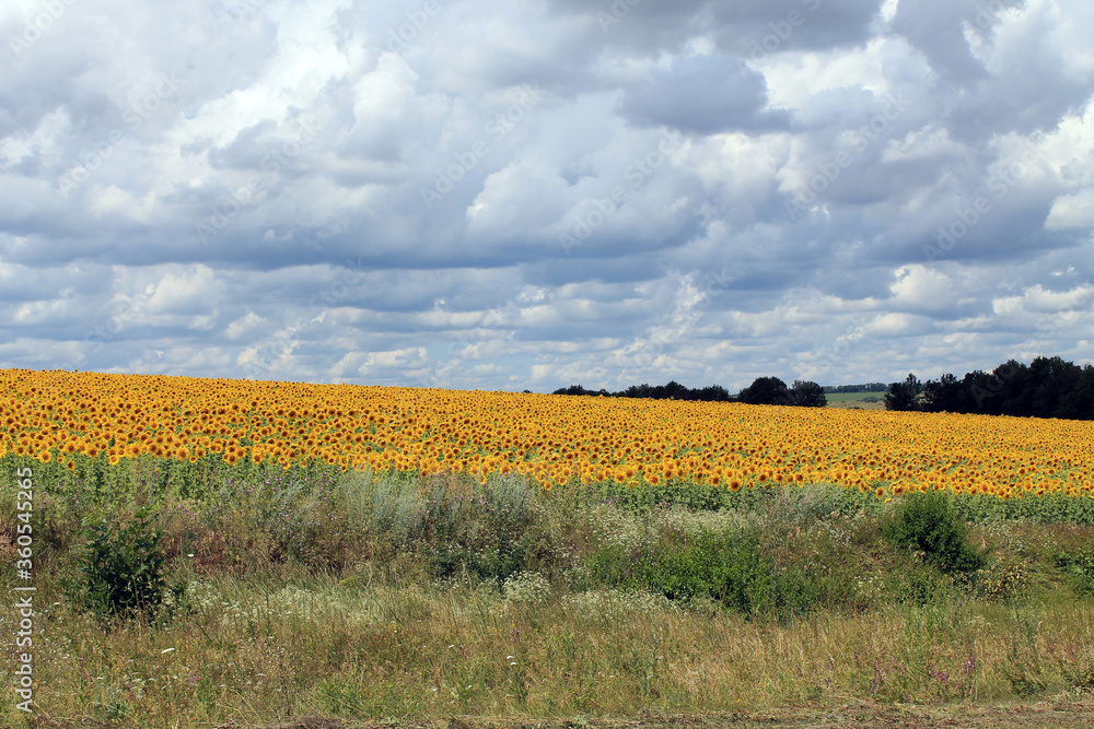 Canvas Prints field of yellow flowers