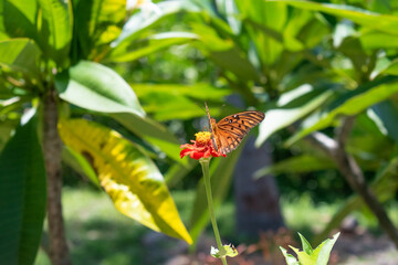 Orange Gulf fritillary butterfly perched on brightly colored zinnia flower in the sunshine. Beautiful butterfly in the garden. Feeling of warm summer sun. Florida sunlight and garden flowers.