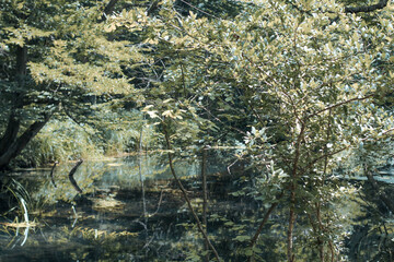 Beautiful river in forest nature. Peaceful toned nature background. Nabran, Azerbaujan.