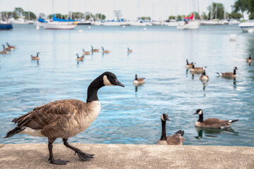 A beautiful wild Canadian goose stands on the concrete curved shoreline along Montrose harbor in Chicago with out of focus geese and sailboats on the blue water in the background beyond.