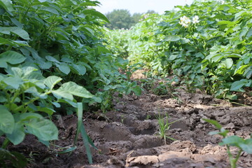 Mitten im Kartoffelfeld