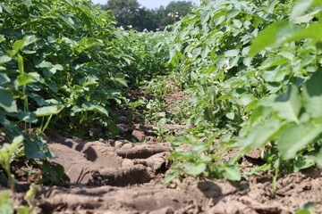 Mitten im Kartoffelfeld
