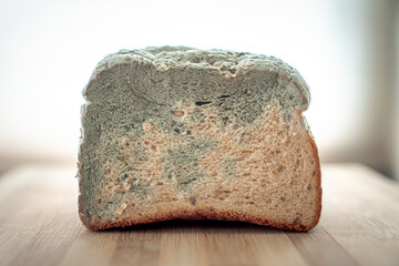 A close up face profile of a loaf of moldy multigrain oat bread that went bad with a grayish blue mold growing across the top half of the bread sitting on a wood cutting board with white background.