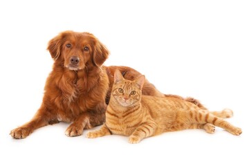 Isolated shot of a Retriever dog and a ginger cat lying next to each other looking at the camera - obrazy, fototapety, plakaty