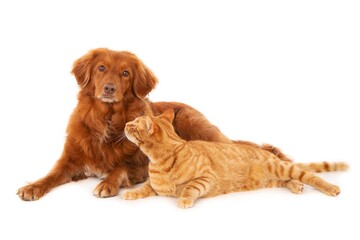 Isolated shot of ginger cat looking at Retriever dog looking at the camera on white background