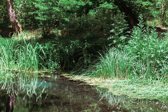 Beautiful river in forest nature. Peaceful toned nature background. Nabran, Azerbaujan.