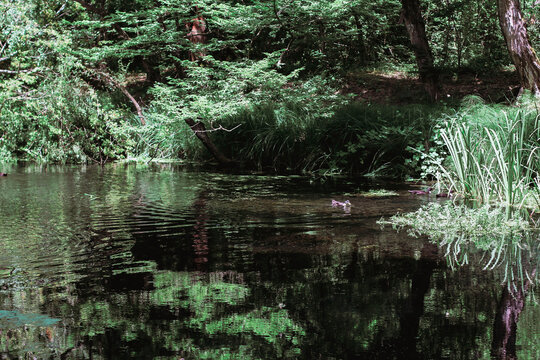 Beautiful river in forest nature. Peaceful toned nature background. Nabran, Azerbaujan.