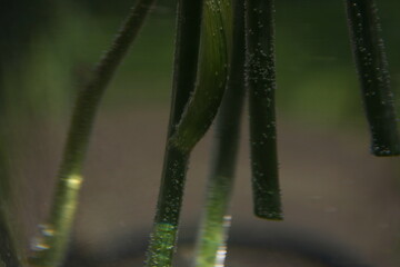 flower stalks in a vase with water